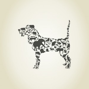 photodune-6636010-dog-an-animal-s