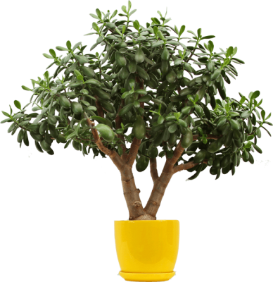 lemon-tree.png